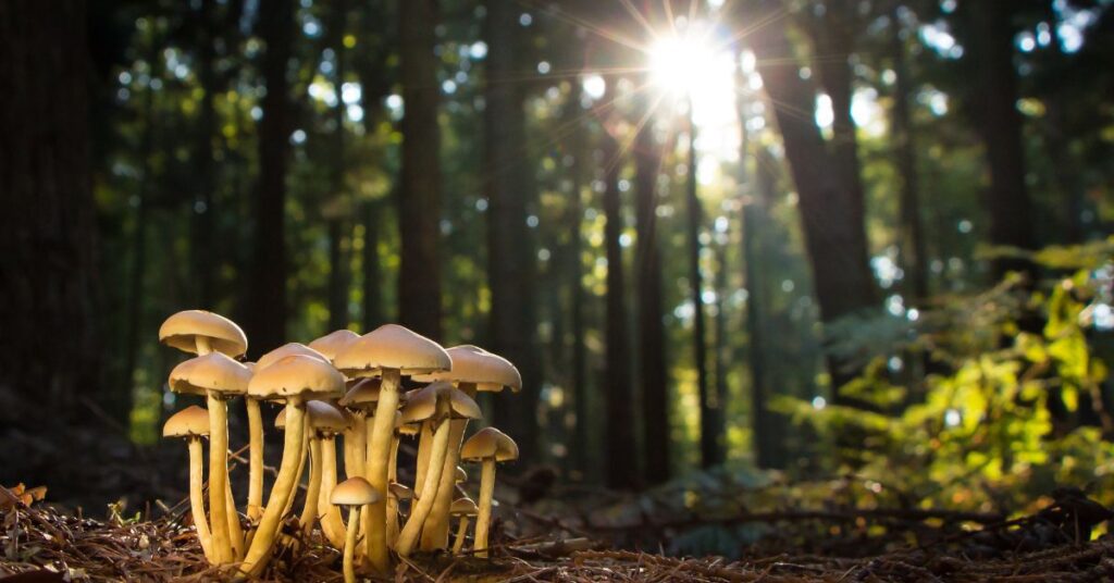 Mushroom Business in Hindi